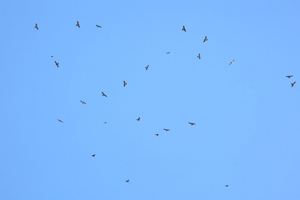 赤腹鷹群/墾管處提供