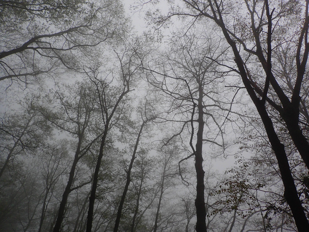 觀霧大鹿林道東線霧林帶/國家公園署提供