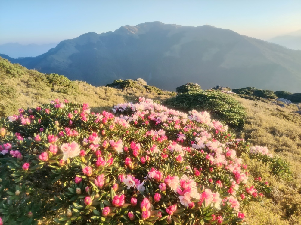 alt-合歡山主峰步道封閉改善路面 花季賞花請到石門山、合歡東峰及小奇萊步道-1