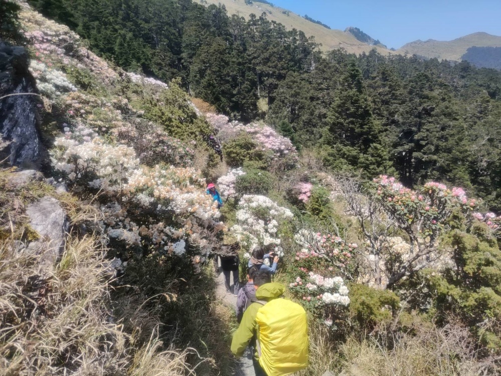 alt-合歡山主峰步道封閉改善路面 花季賞花請到石門山、合歡東峰及小奇萊步道-2