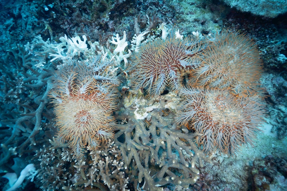 Crown-of-thorns starfish feeding on coral