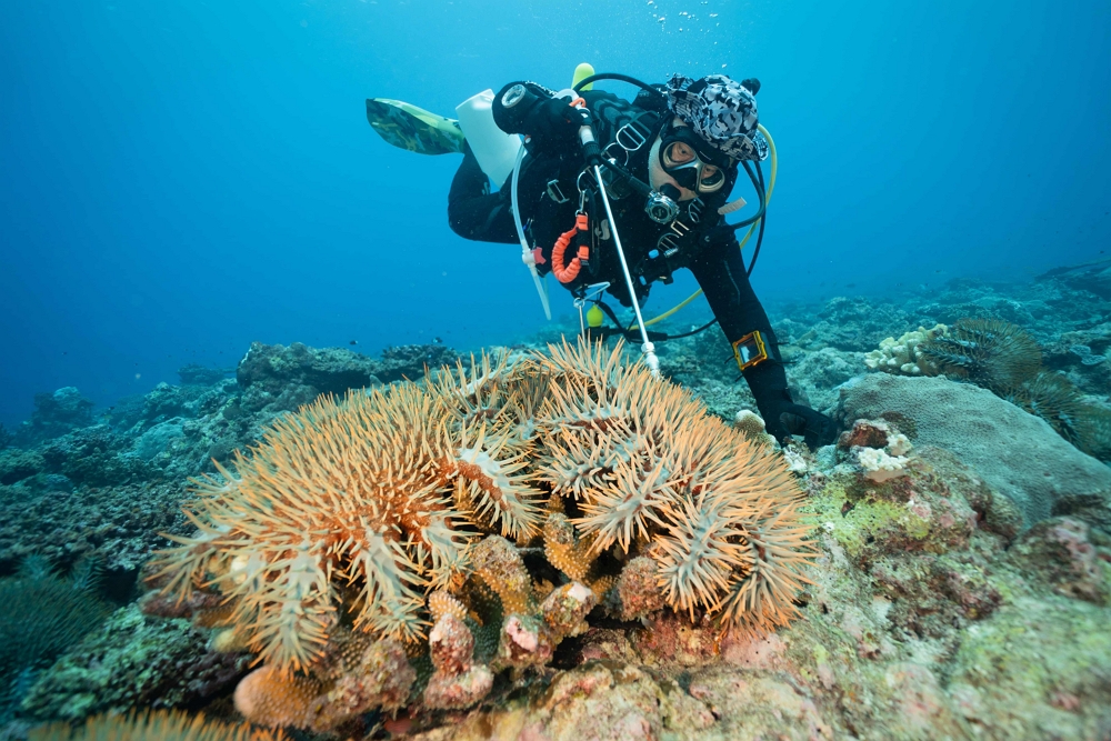 alt-Dongsha Atoll National Park’s “Operation Thorns” Successful in Removing More than Thousand of Crown-of-Thorns Starfish-2