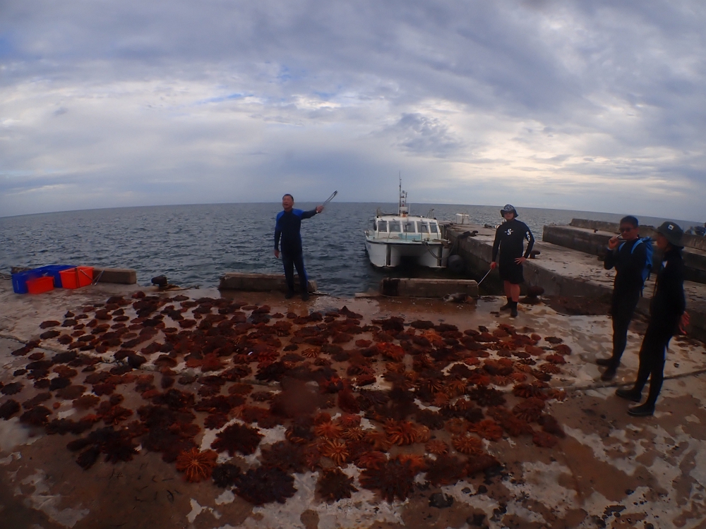 Some crown-of-thorns starfish manually removed