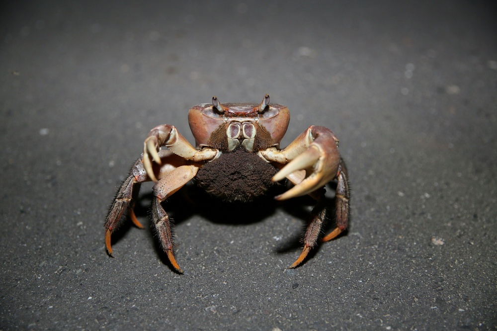 Egg-bearing female crab