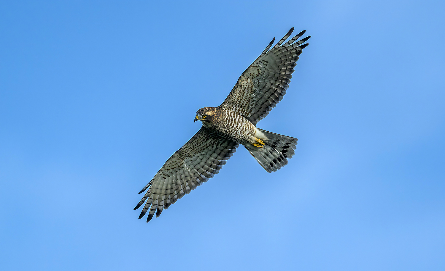 Migratory Raptors An Occasion Long Awaited by Fans of Eagles: the Kenting Migratory ...