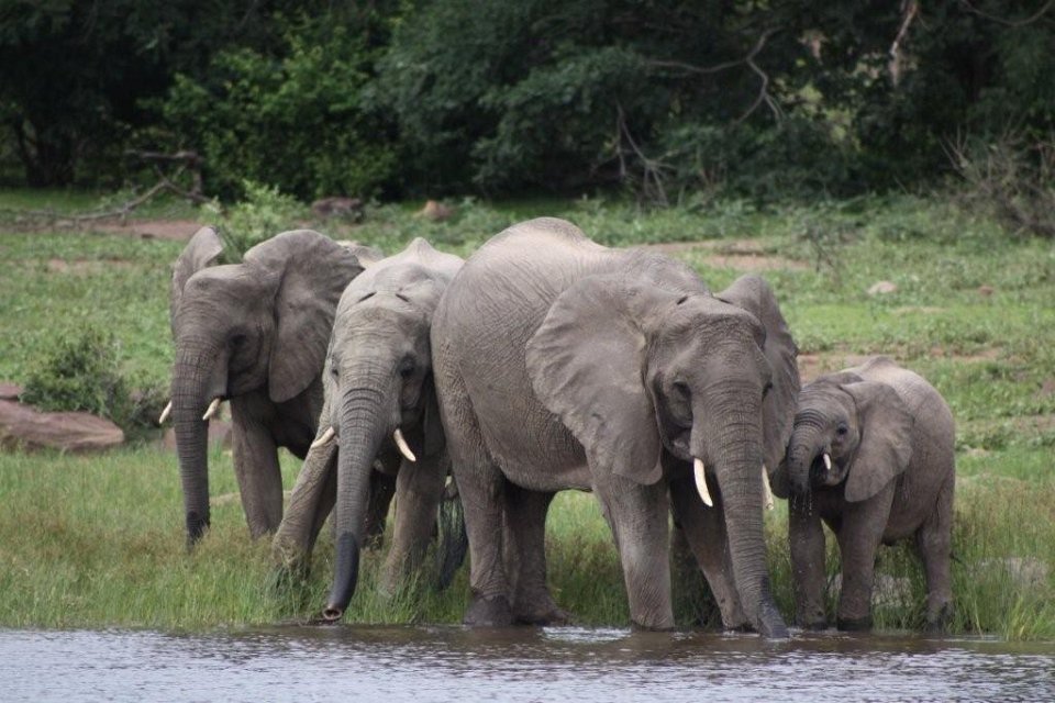 alt-巴西、中國、哥倫比亞、法國、沙烏地阿拉伯、尚比亞等國12處新點榮登IUCN綠色名錄-3
