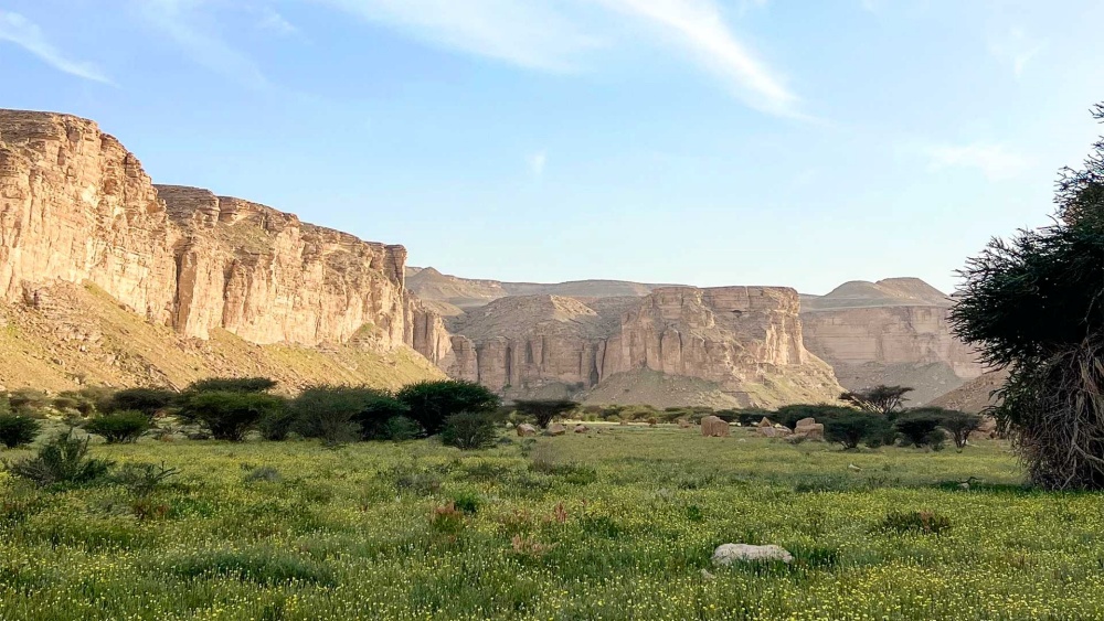 沙烏地阿拉伯的伊比克斯保護區（圖片來源：沙烏地阿拉伯國家野生動物中心National Centre for Wildlife）
