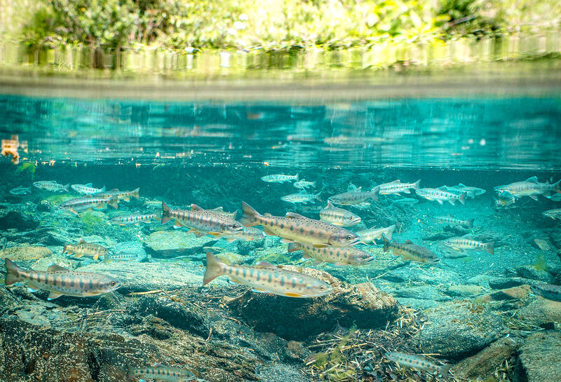 alt-Restoration of the Formosan Landlocked Salmon: A Collaborative Effort in Conservation-1