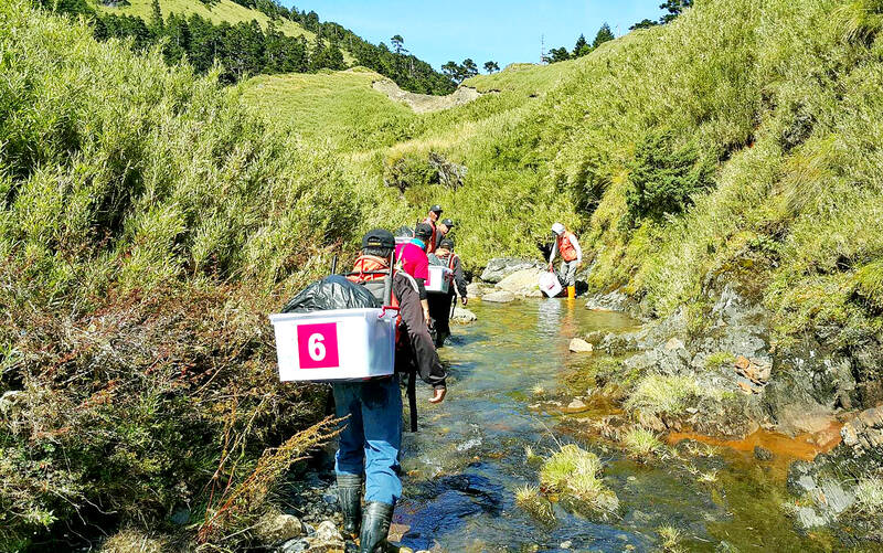 The restoration team carries Formosan landlocked salmon fry and eggs on their backs, trekking through rugged terrain to release them at higher-altitude locations (Photo by Shei-Pa National Park Headquarters)