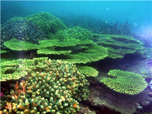 The Four Islands of Penghu is abundant in coral reef ecosystems. 