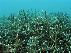 alt-Conservation of the Marine Ecosystem—The Four Islands of Penghu National Park Plan-2