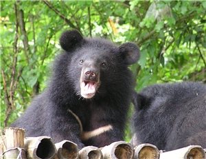 alt-跟著青剛櫟落果尋找台灣黑熊-1