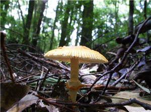 alt-地球的清道夫  雪見地區大型真菌相-1