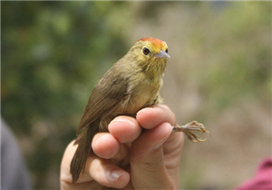 alt-鳥類外型將受居住地影響？代表性生態系經營管理  -1