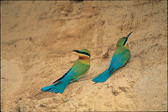 alt-把金門當成第二個家─栗喉蜂虎生態棲地維護與保育  -1