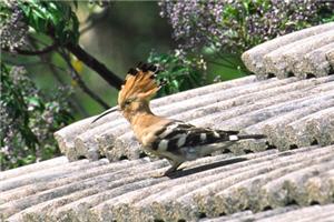 alt-破墳而出 金門的觀光鳥－戴勝-1