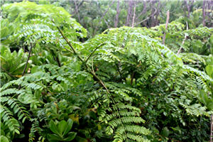 alt-東沙環礁之美與生態保育及環境保護的重要-2