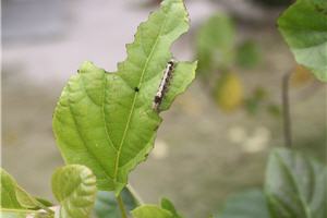 alt-20110503_love_05