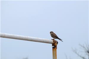 alt-東沙環礁之美與生態保育及環境保護的重要-4