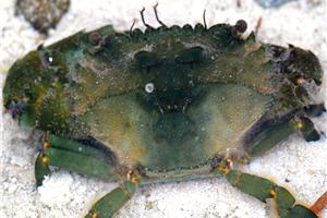 alt-20110503_love_11