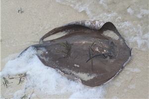 alt-東沙環礁之美與生態保育及環境保護的重要-7