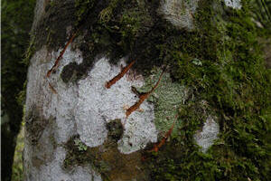 alt-臺灣黑熊作夢的地方─大分黑熊志工行（4之3）-1