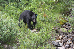 alt-20090810_other_05