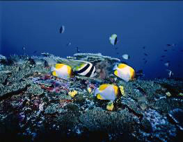 alt-以創意來改變國家公園逐漸緊縮的經費-1