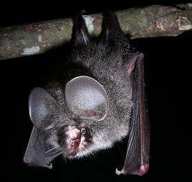 alt-臺灣無尾葉鼻蝠-1