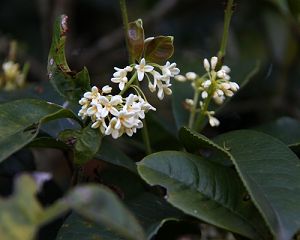alt-臺北的後花園─陽明山-1
