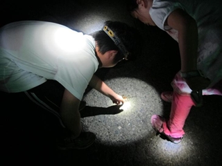 alt-踏著月光護蟹去：走一條陸蟹降海釋卵的路-1