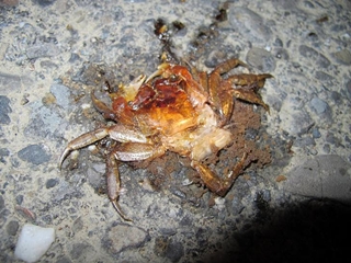 alt-踏著月光護蟹去：走一條陸蟹降海釋卵的路-2