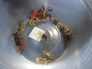 將要過馬路的陸蟹抓進水桶中，帶到馬路對面靠海那側的草叢釋放