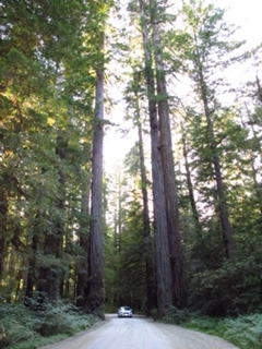 alt-古木森天----美國紅木國家暨州立公園-1