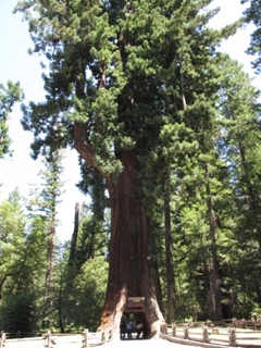 旅遊景點:巨木樹洞隧道