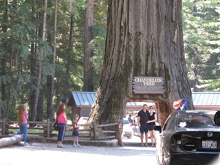 遊客爭相與巨木樹洞隧道拍照