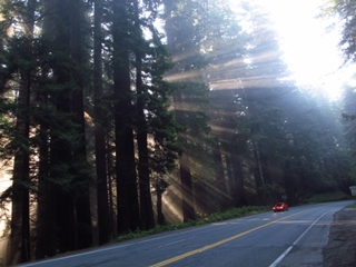 陽光穿過紅木林間隙形成美麗的圖畫