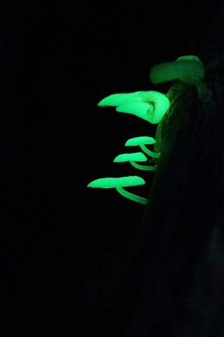 alt-夜之精靈：螢光蕈-1