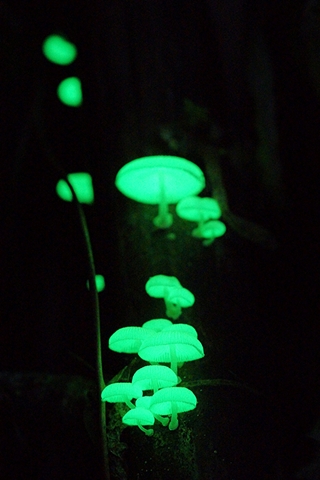 螢光菌是社頂部落夏秋出落的特殊植物