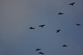 越接近10月10日，鷹群過境數量越多