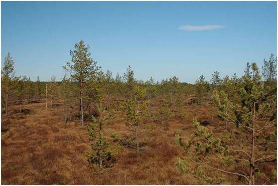 alt-復育美洲野牛－美加原住民簽訂協議-1