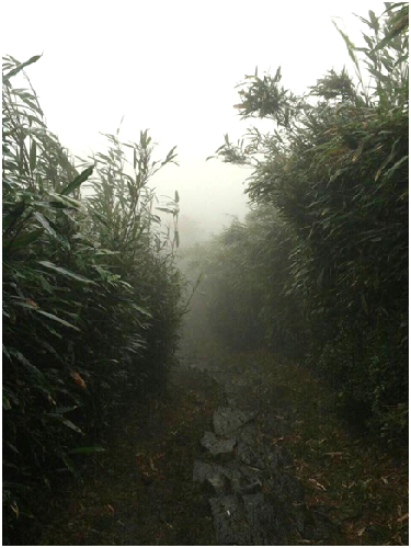 霧濛濛陽明山