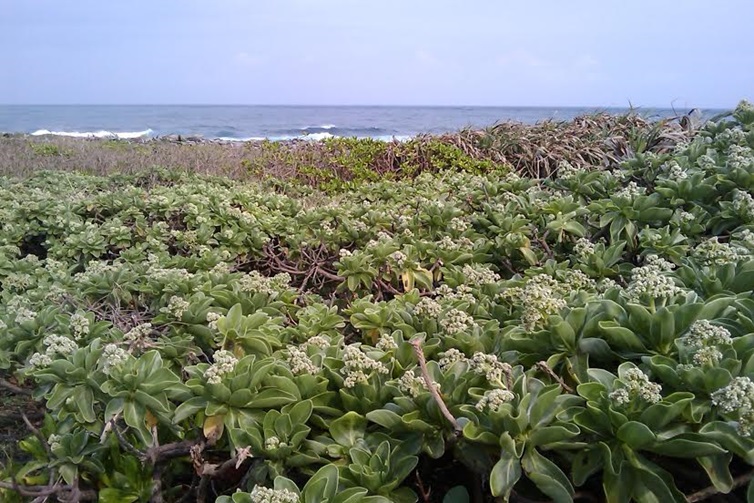 alt-解說志工墾丁國家公園古道行-1