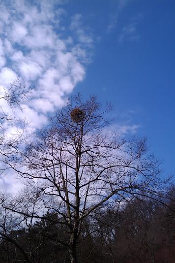 高聳樹木屹立不搖