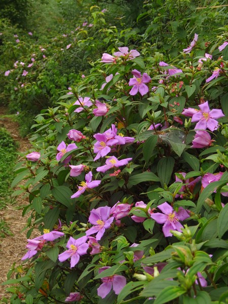 alt-幸福花道—陽明山野牡丹自然步道-1