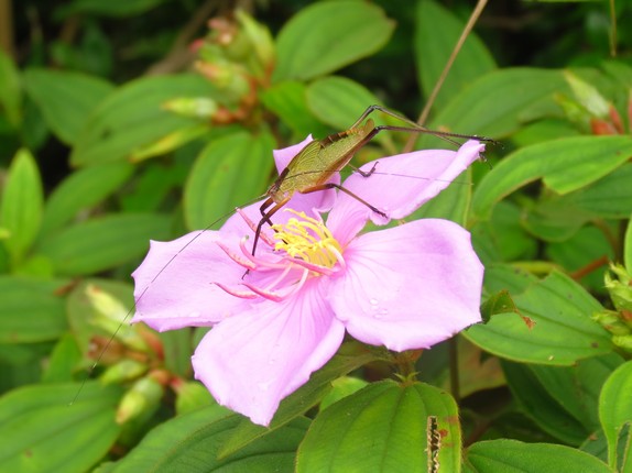 螽斯在野牡丹花上歇息