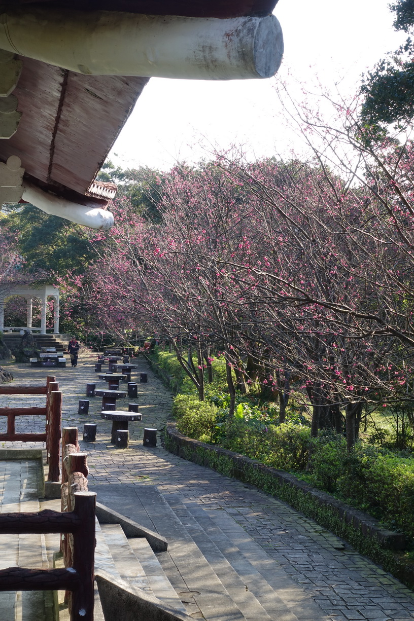 alt-初春草山踏青 欣賞原生植物之美 —2017陽明山花季-1