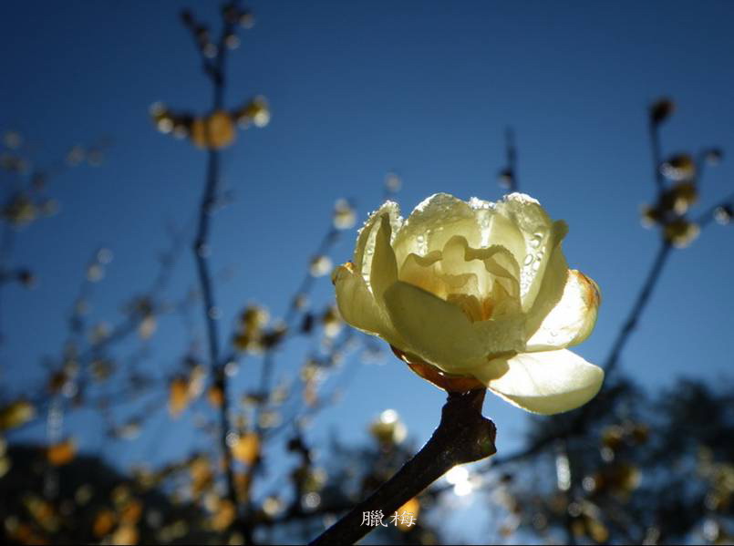 又香又甜的蠟梅於臘月盛開