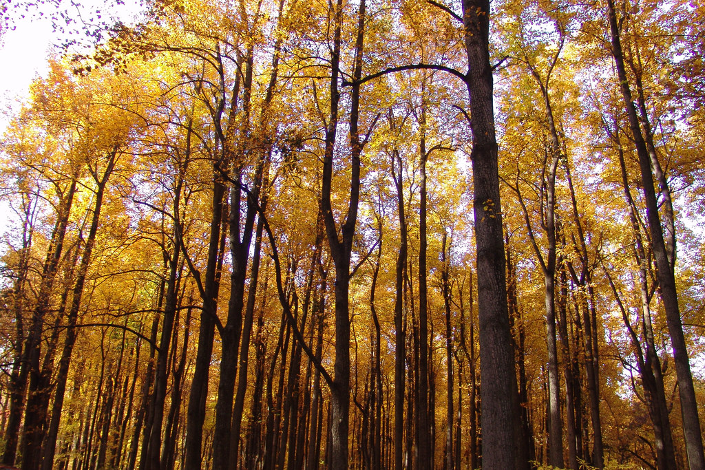 alt-這些樹會從國家公園中消失嗎? -1