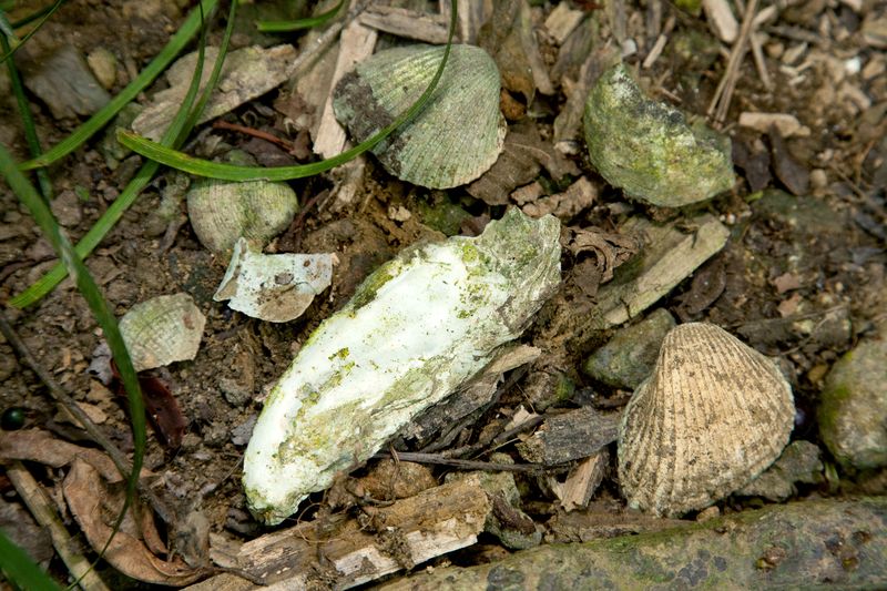 alt-馬卡道族人的餐桌--內惟小溪貝塚遺址-1